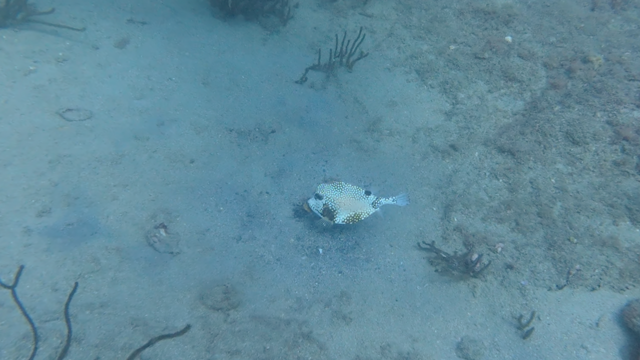 Kofferfisch?