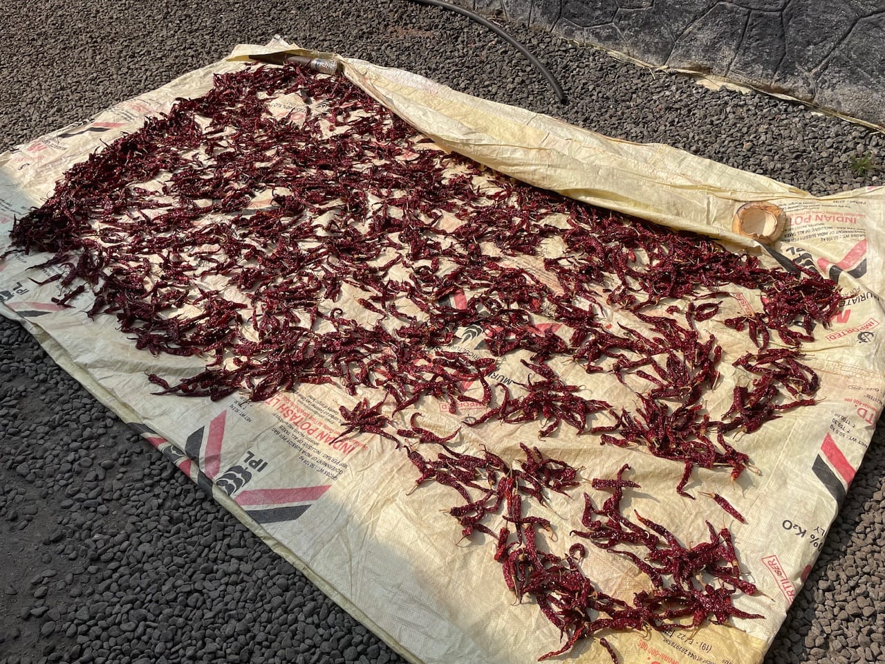 Trocknende Chili
