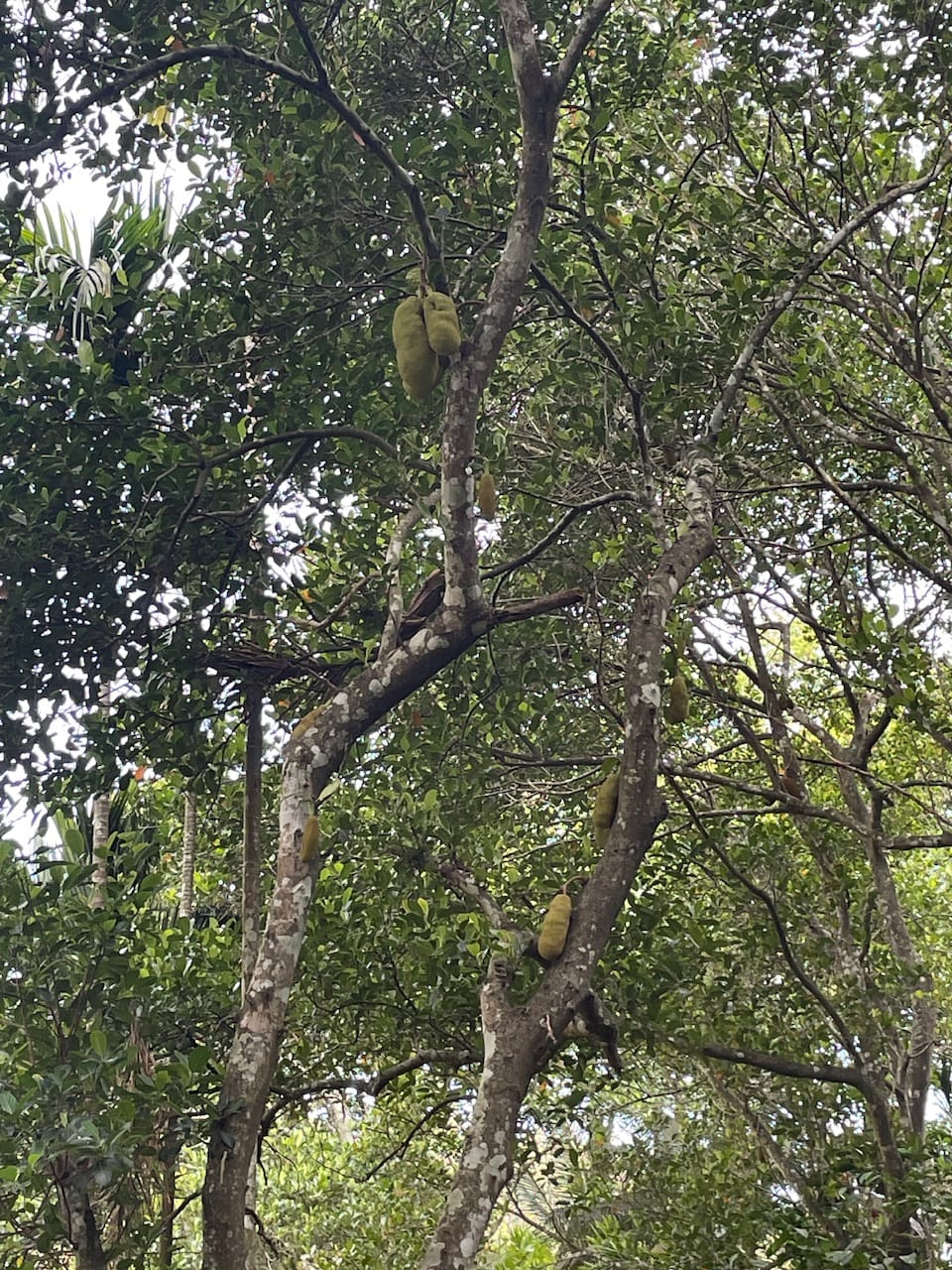 Jackfruit